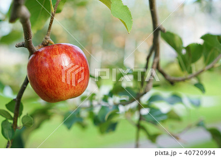 りんご（津軽） 40720994