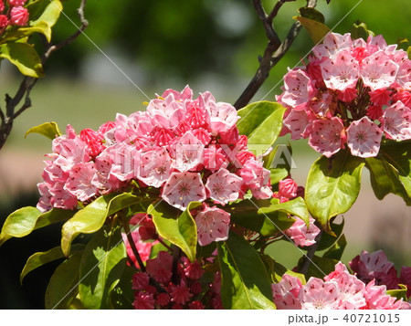 カルミア(アメリカシャクナゲ)の花 カルミア(アメリカシャクナゲ)の花 40721015