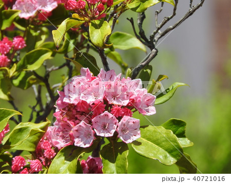 カルミア(アメリカシャクナゲ)の花 カルミア(アメリカシャクナゲ)の花 40721016