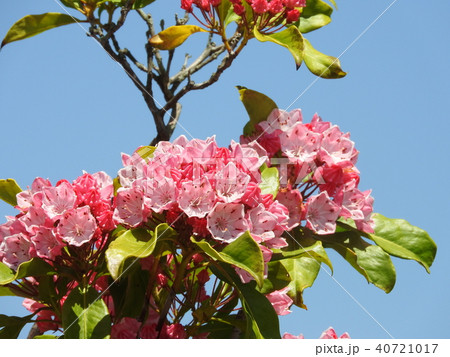 カルミア(アメリカシャクナゲ)の花 カルミア(アメリカシャクナゲ)の花 40721017