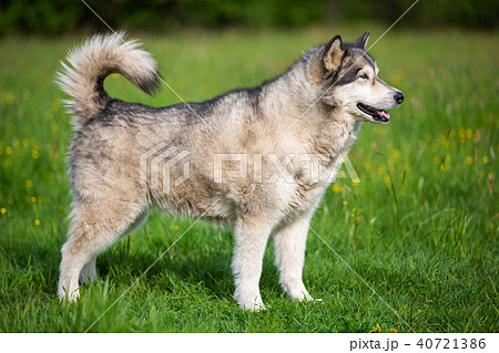 Silhouette dog breed Alaskan Malamute 40721386