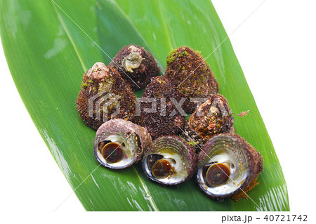 バテイラ　シッタカ 40721742