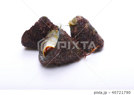 バテイラ シッタカ バテイラ シッタカ 40721790