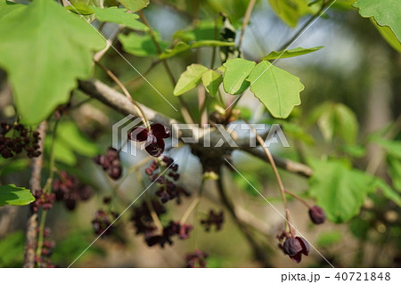 春の花みつばアケビ 40721848