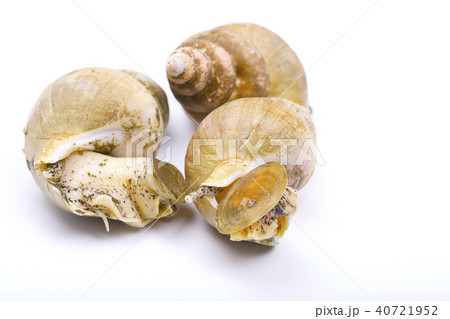 エッチュウバイ　食材 40721952