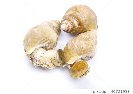 エッチュウバイ　食材 40721953