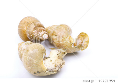 エッチュウバイ 食材 エッチュウバイ 食材 40721954