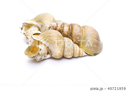 エッチュウバイ 食材 エッチュウバイ 食材 40721959