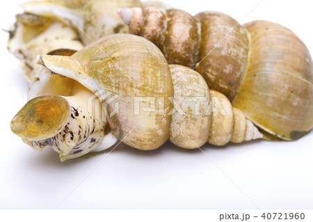 エッチュウバイ　食材 40721960