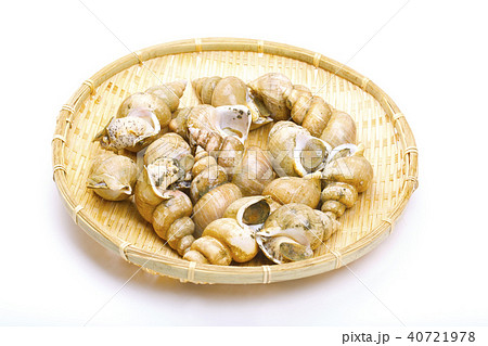 エッチュウバイ 食材 エッチュウバイ 食材 40721978
