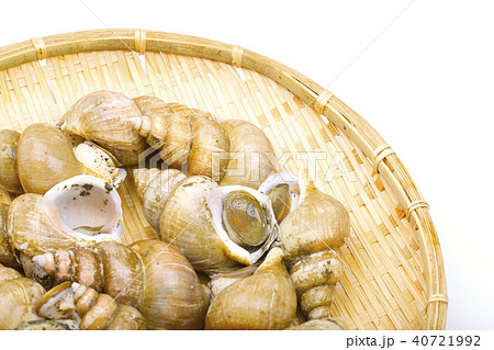 エッチュウバイ 食材 エッチュウバイ 食材 40721992