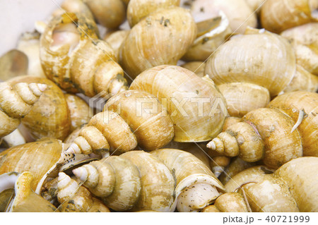 エッチュウバイ　食材 40721999