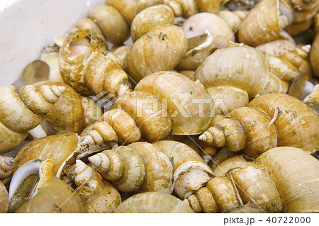 エッチュウバイ　食材 40722000