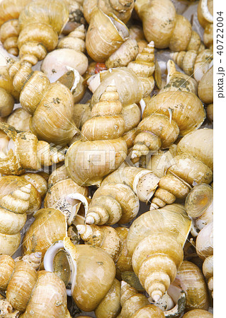 エッチュウバイ 食材 エッチュウバイ 食材 40722004