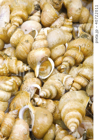 エッチュウバイ　食材 40722011