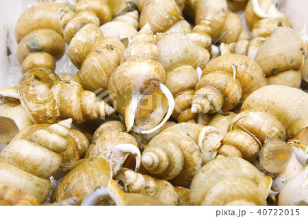 エッチュウバイ 食材 エッチュウバイ 食材 40722015