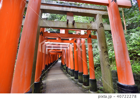 伏見稲荷大社 稲荷山鳥居群 伏見稲荷大社 稲荷山鳥居群 40722278