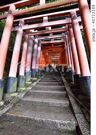 伏見稲荷大社　稲荷山鳥居群 40722289