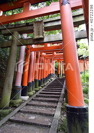 伏見稲荷大社　稲荷山鳥居群 40722296