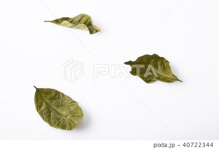 Dry green leaves simply placed on a white background,Flat lay, t 40722344