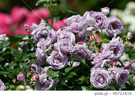 バラ園・しのぶれど 40722810