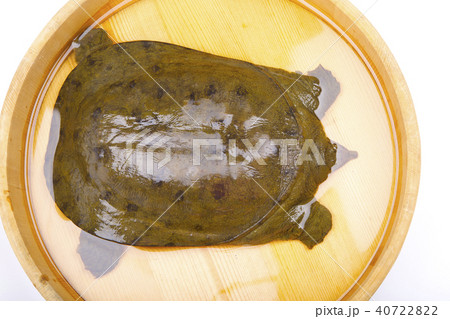 スッポン　食材 40722822