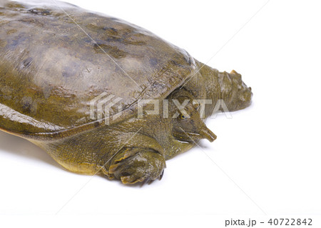 スッポン 食材 スッポン 食材 40722842