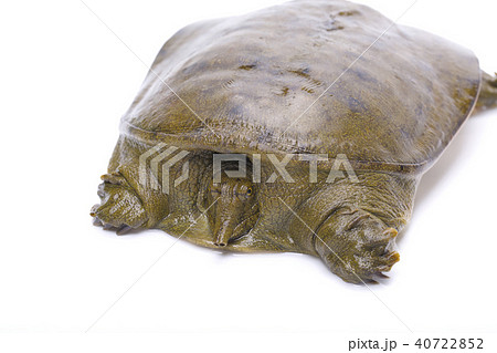 スッポン　食材 40722852