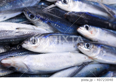 ホソトビウオ 食材 ホソトビウオ 食材 40723040