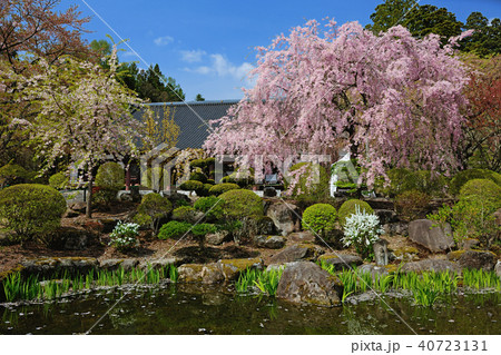 長野県駒ヶ根市　光前寺　桜 40723131