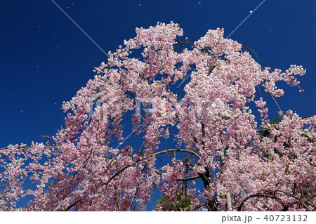 長野県駒ヶ根市　光前寺　桜 40723132