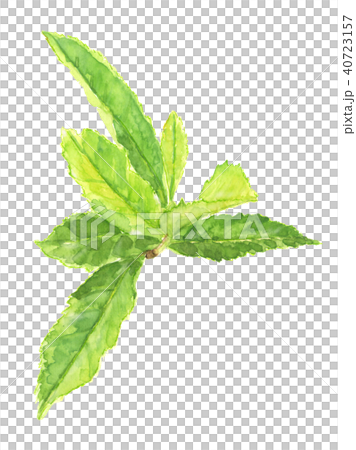 茶葉 お茶の若葉 茶葉 お茶の若葉 40723157