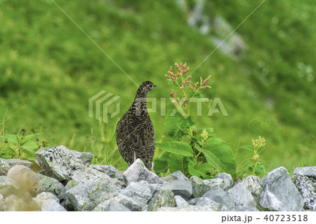 立山アルペンルート 雷鳥の親子 立山アルペンルート 雷鳥の親子 40723518