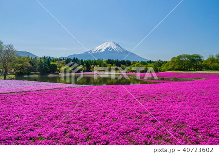 山梨県富士芝桜まつりの富士山 40723602
