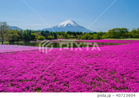 山梨県富士芝桜まつりの富士山の写真素材