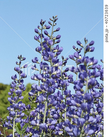 ムラサキセンダイハギの青紫色の綺麗な花の写真素材