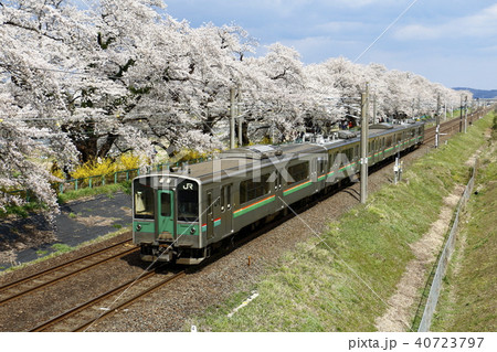 桜並木と701系 桜並木と701系 40723797