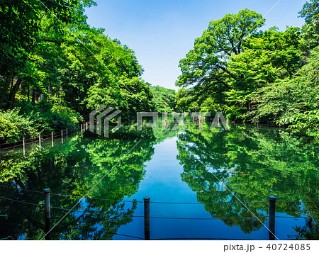 東京　井の頭公園 40724085
