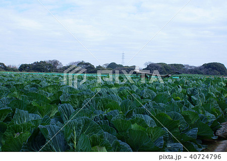 きゃべつ畑 きゃべつ畑 40724796