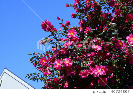 山茶花　サザンカ　花言葉は「ひたむきさ」　 40724807