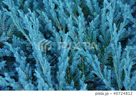 這杜松　ハイネズ　這って伸びる低木のコニファー 40724812