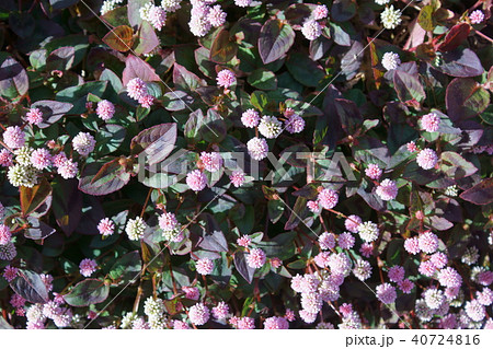 姫蔓蕎麦 ヒメツルソバ 花言葉は 気がきく の写真素材