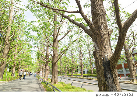 慶應義塾大学日吉キャンパス 40725352