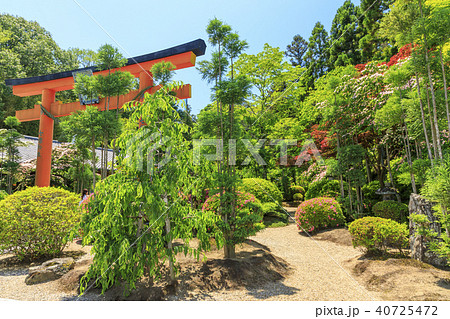霊山寺　新緑　さつき　バラフェスタ 40725472