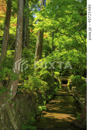 霊山寺 新緑 さつき バラフェスタ 霊山寺 新緑 さつき バラフェスタ 40725480