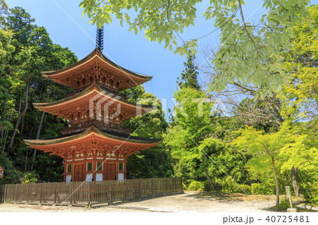 霊山寺 新緑 さつき バラフェスタ 霊山寺 新緑 さつき バラフェスタ 40725481