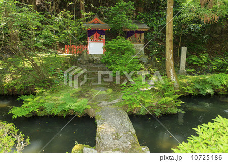 霊山寺 新緑 さつき バラフェスタ 霊山寺 新緑 さつき バラフェスタ 40725486