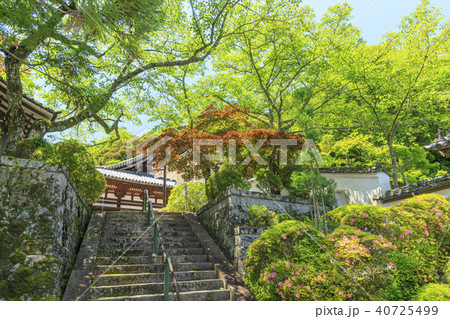 霊山寺　新緑　さつき　バラフェスタ 40725499