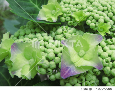 クラウン・オブ・ヨーロッパ クラウン・オブ・ヨーロッパ 40725500