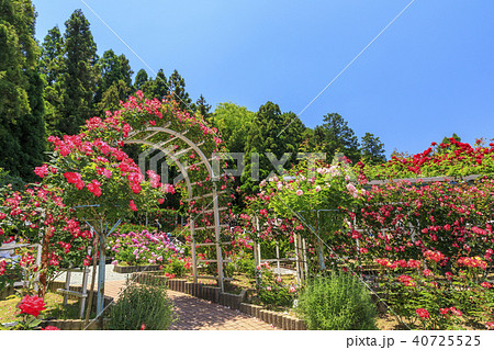 霊山寺 新緑 さつき バラフェスタ 霊山寺 新緑 さつき バラフェスタ 40725525